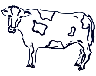 Cortes seleccionados de carne de vacuno fresco para exportación de APM Packers