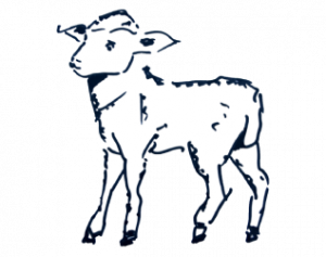 Export-quality lamb cuts: legs, racks, and shoulders processed by APM Packers